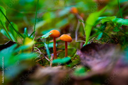 Mushrooms in the forest