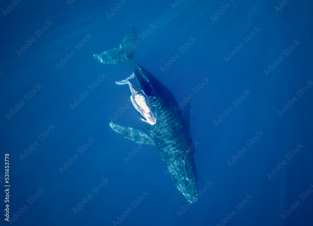 Fototapeta premium scuba diver in the sea