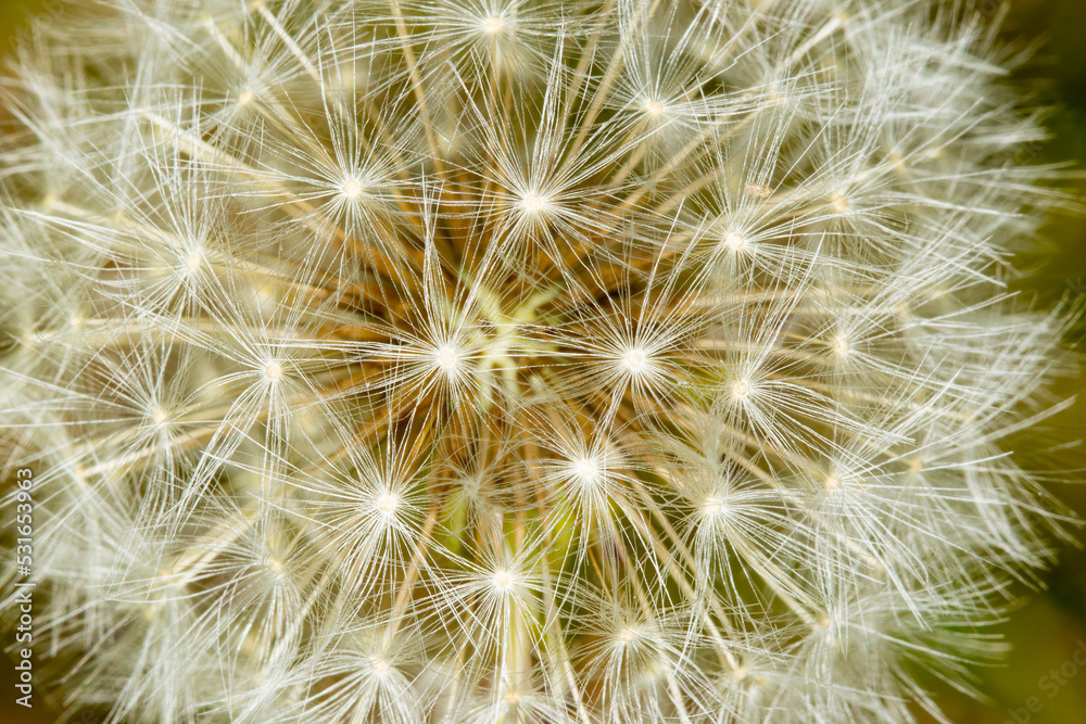 Taraxacum Officinale, the dandelion or common dandelion. Close-up and macro photo. Taraxacum Officinale, the dandelion or common dandelion. Close-up and macro photo.