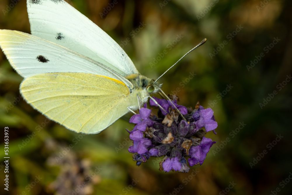 Pieris Brassicae, the large white, also called cabbage butterfly sitting on a lavender flower. Close-up photo. Pieris Brassicae, the large white, also called cabbage butterfly sitting on a lavender flower. Close-up photo.