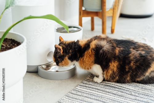 Canvas Print Close up multicolor cat eating from automatic smart feeder in cozy home interior