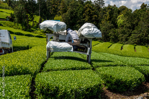 Photos Tea harvester on tea field in Shizuoka Japan