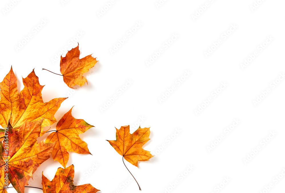 Autumn leaves close-up