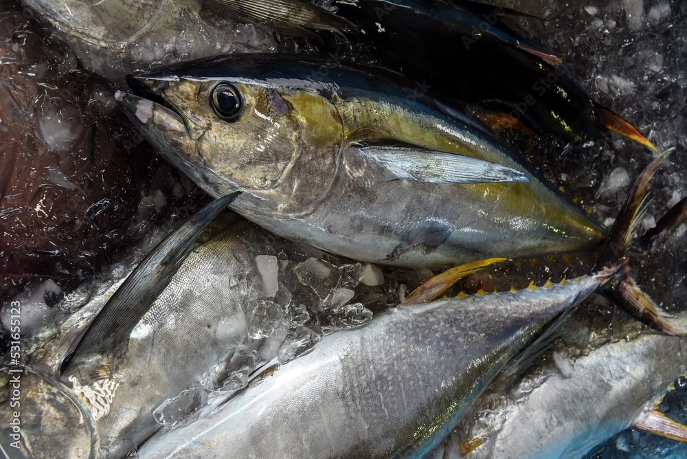 Tuna fish on ice at fishmarket