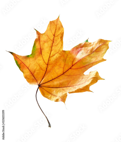 Falling yellow leaf on white background