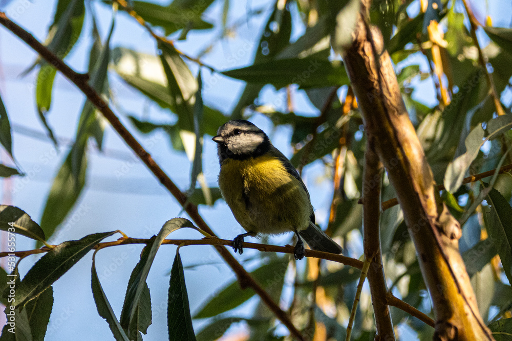 Obraz premium Eurasian Blue Tit perched on a tree branch