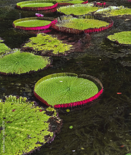 water lily pond