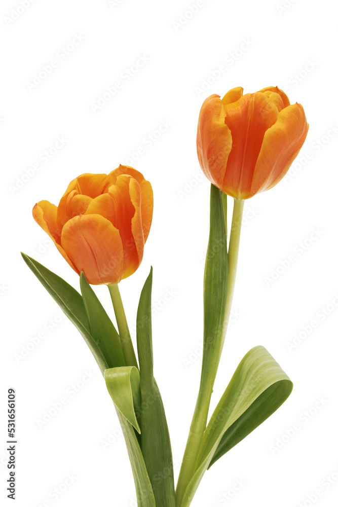 Obraz premium Fresh orange spring tulips isolated on transparency photo png file