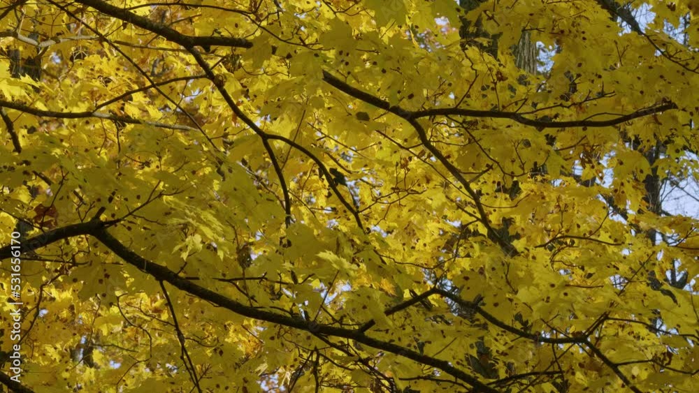 Peterhof, Alexandria Park in autumn. Branches of maples with yellow leaves. Peterhof, Alexandria Park in autumn. Branches of maples with yellow leaves.