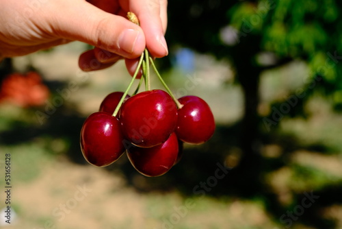 woman holding a basket of cherries. natural and delicious fruits. 