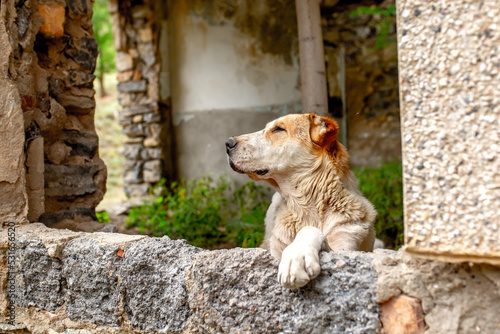 Abandoned animals on the streets of a ruined city, stray dogs near ruined houses. Destroyed and abandoned buildings of the city after the war, bombing, Apocalypse Dead city, ruins, evacuation. © Vera