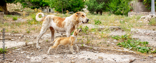 Photography Abandoned animals on the streets of a ruined city, stray dogs near ruined houses