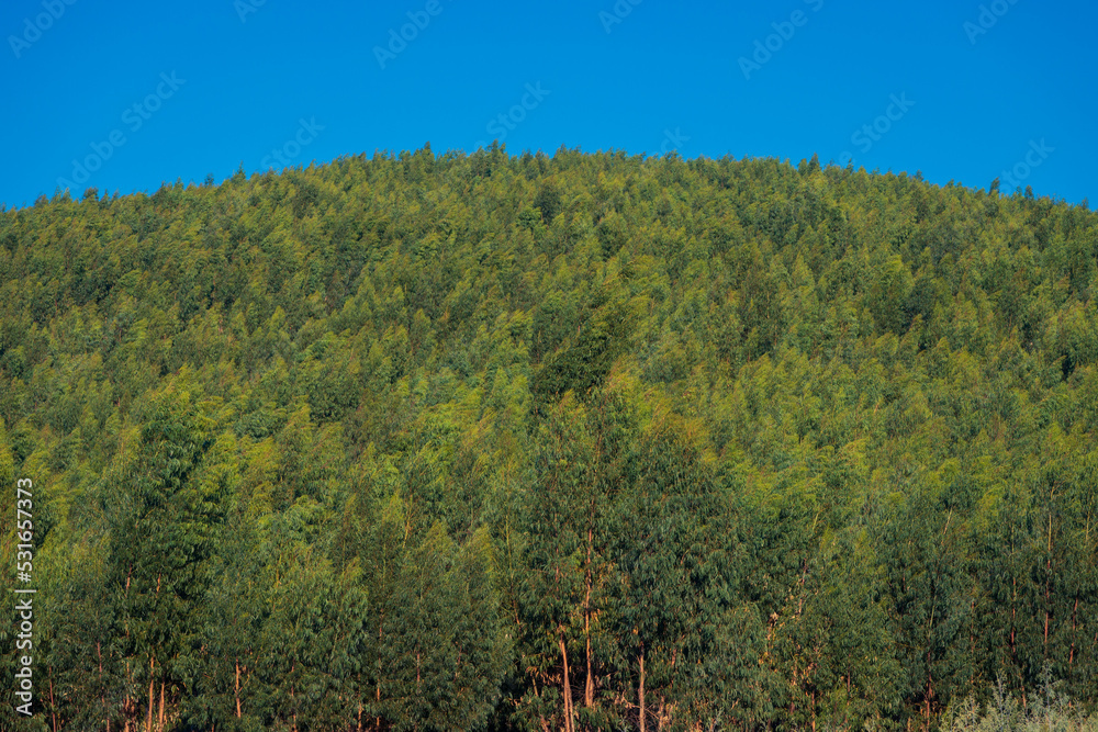 Natural environment next to the castro de Troña, Galicia. Spain.