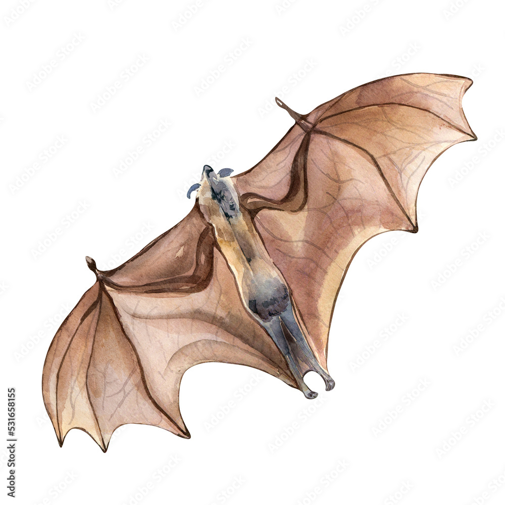 Fototapeta premium Brown bats watercolor illustration isolated on white background.