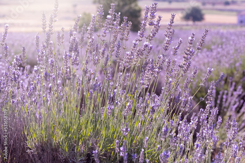 sunrise in violet lavender field   sparta