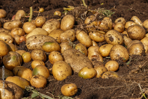 Pile of newly harvested potatoes on field. Harvesting potato roots from soil in homemade garden. Organic farming