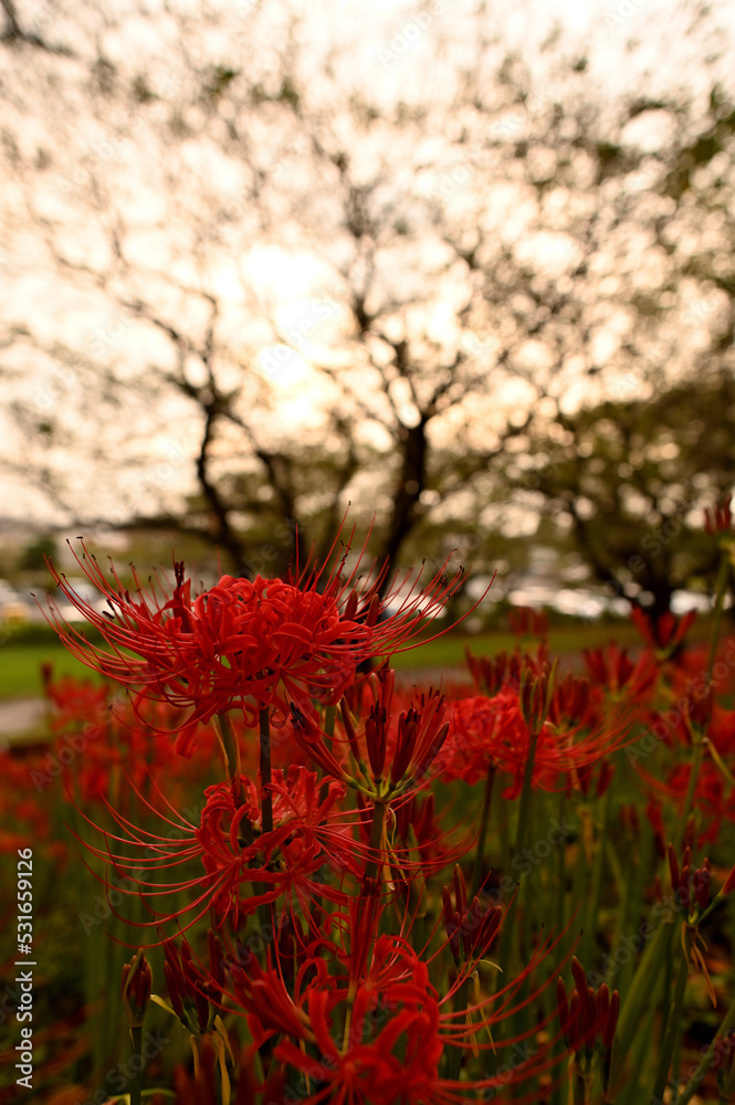 埼玉　権現堂公園　曼珠沙華祭り