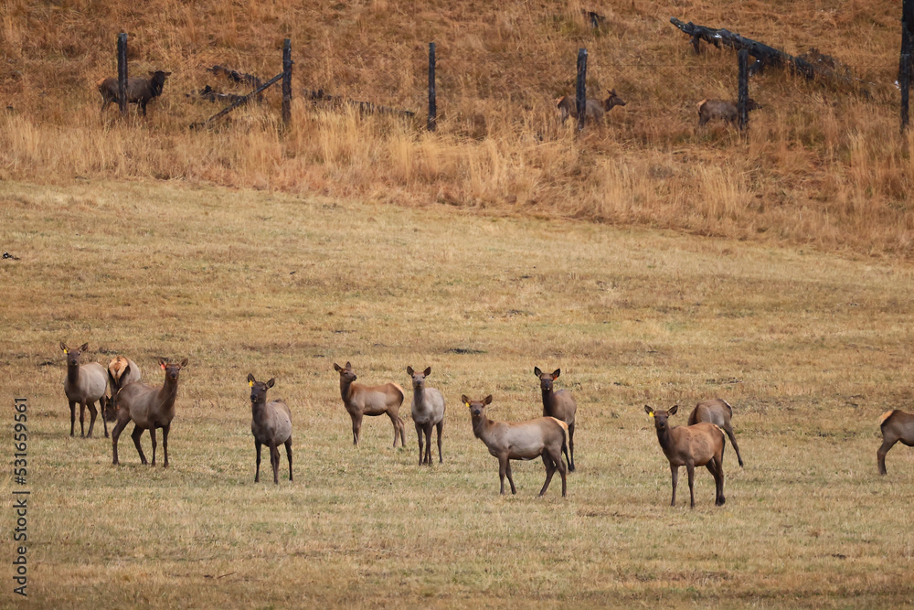 Naklejka premium deer in the pasture animals wildlife no people