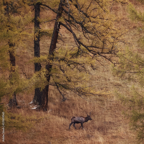 deer in the pasture animals wildlife no people © kichigin19