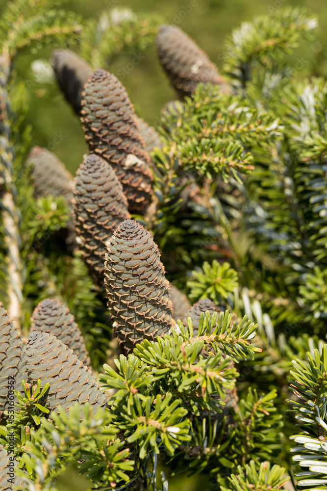 Cones of korean fir tree(Abies koreana). Sunny autumn day in the garden. Cones of korean fir tree(Abies koreana). Sunny autumn day in the garden.