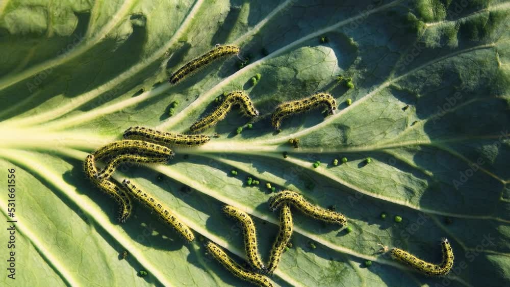 Green caterpillars on a cabbage leaf. White butterfly caterpillar ...