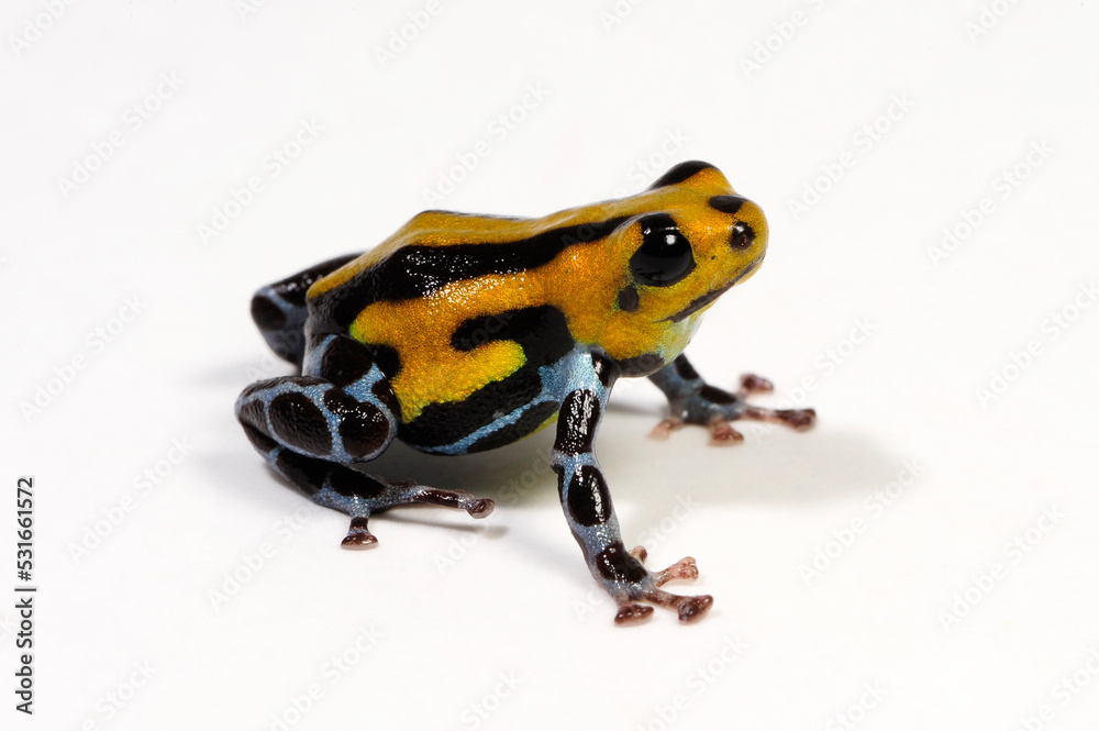 Obraz premium Pasco Poison Frog // Pasco Baumsteiger (Ranitomeya lamasi)