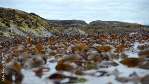 Kelp forest swings in the waves in low tide. Water raising. photo