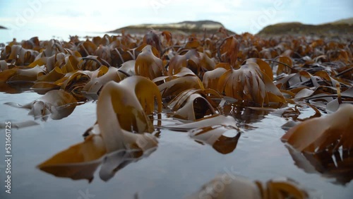 Wide coseup of kelp dancing back and forth in the slow waves. photo