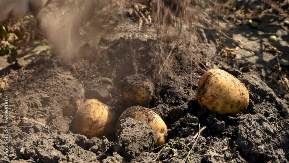 Man digs potatoes out of the ground and picks vegetable tubers with his hands. Autumn harvest. Man digs potatoes out of the ground and picks vegetable tubers with his hands. Autumn harvest.