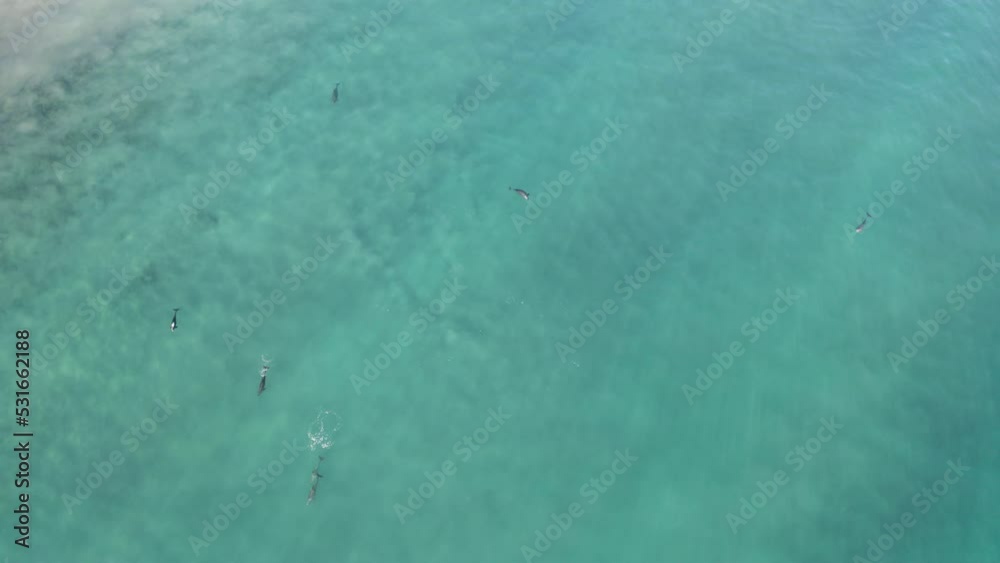 Pod of Bottlenose Dolphins in Mexico's Baja Ocean Water, Aerial Bird's Eye Pod of Bottlenose Dolphins in Mexico's Baja Ocean Water, Aerial Bird's Eye