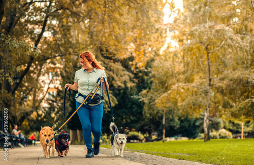 Female dog walker with dogs enjoying in city park.