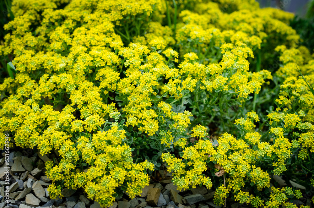Fototapeta premium yellow flowers in the garden