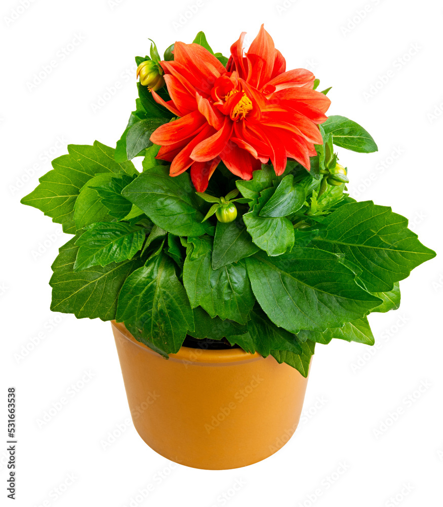 Closeup of an isolated potted dahlia flower Closeup of an isolated potted dahlia flower