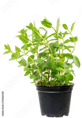 Isolated fresh mint plant in a flower pot