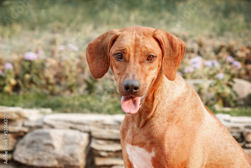 Rhodesian Ridgeback dog outdoor portrait
