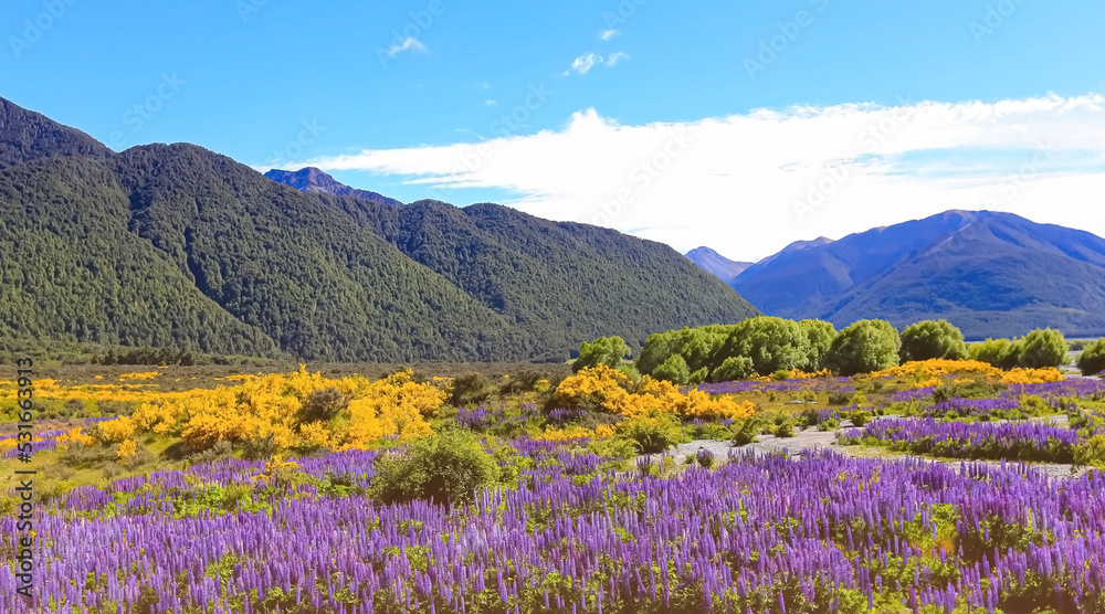 The lupine blossom field in spring  season  wild area and blue sky mountain background