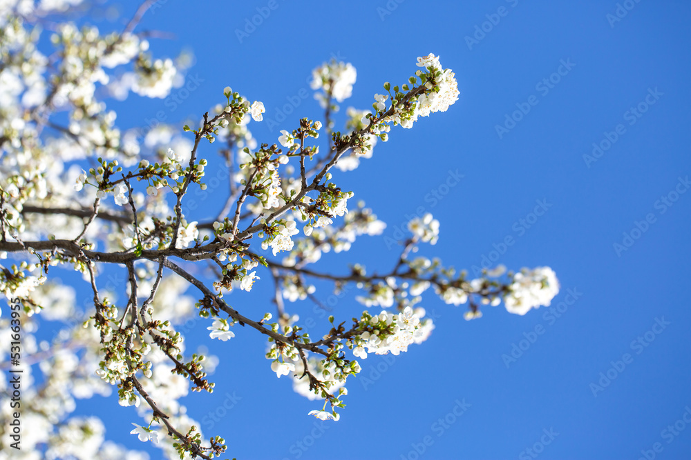 White flowers bloom in the trees. Spring landscape with blooming sakura tree. Beautiful blooming garden on a sunny day. Copy space for text. White flowers bloom in the trees. Spring landscape with blooming sakura tree. Beautiful blooming garden on a sunny day. Copy space for text.