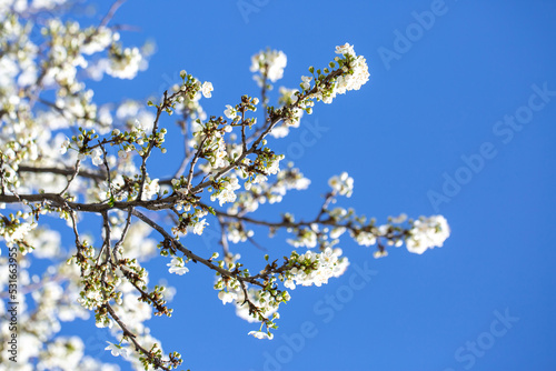 White flowers bloom in the trees. Spring landscape with blooming sakura tree. Beautiful blooming garden on a sunny day. Copy space for text.