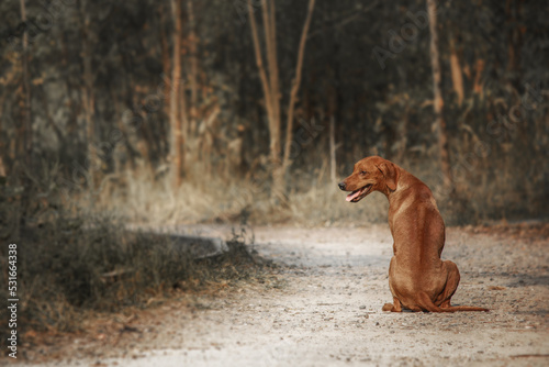 Rhodesian Ridgeback dog outdoor portrait 
