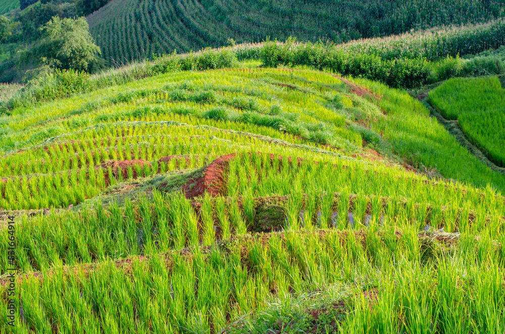 Green rice terrace field at Pa Pong Piang village in Chiang Mai, Thailand