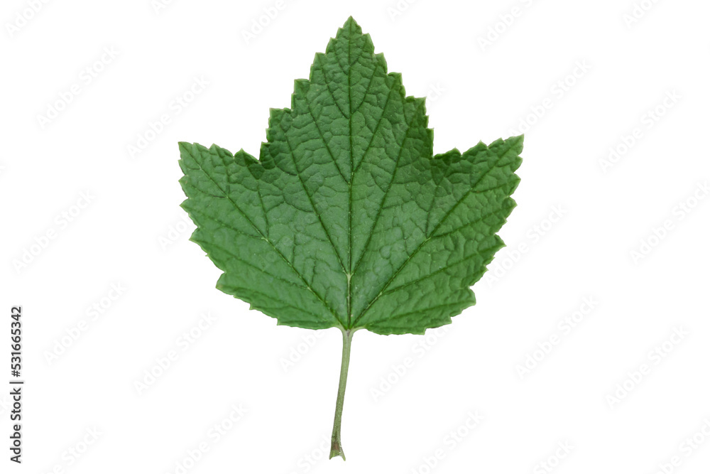 green plant leaves isolate on white background green plant leaves isolate on white background