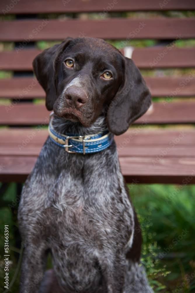 Portrait of Kurtzhaar against the background of a wooden bench . Portrait of Kurtzhaar against the background of a wooden bench .