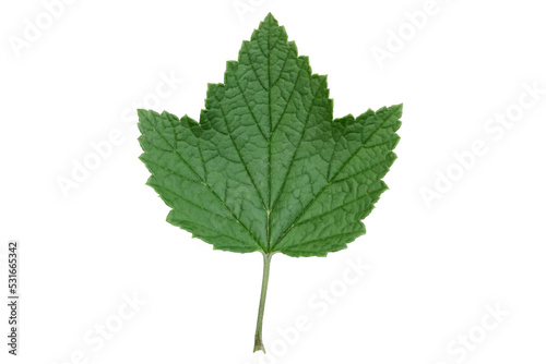green plant leaves isolate on white background