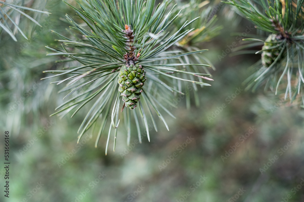 Young cones on fir branches, summer time Young cones on fir branches, summer time