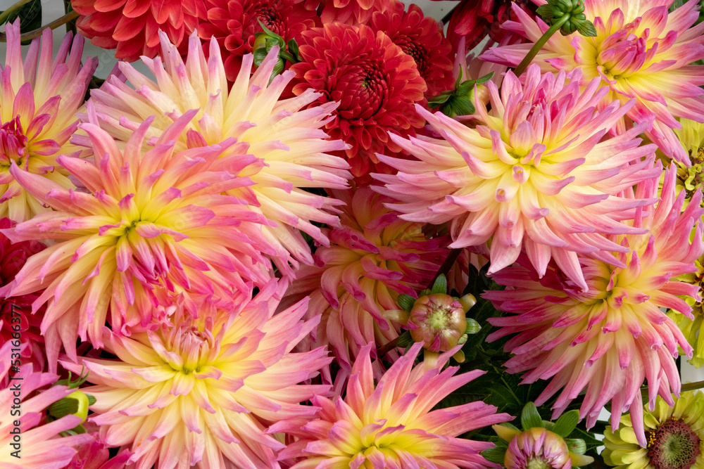 Dahlia flowers background