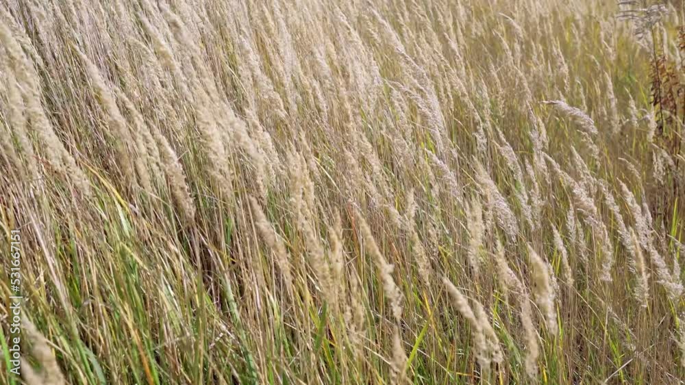 Dry spikes move in the wind. Beautiful spring tall grass flower swaying by blowing wind outdoors. Gold ear reed grass growing on shores of river, pond or lake. Rural autumn nature background 4k Dry spikes move in the wind. Beautiful spring tall grass flower swaying by blowing wind outdoors. Gold ear reed grass growing on shores of river, pond or lake. Rural autumn nature background 4k
