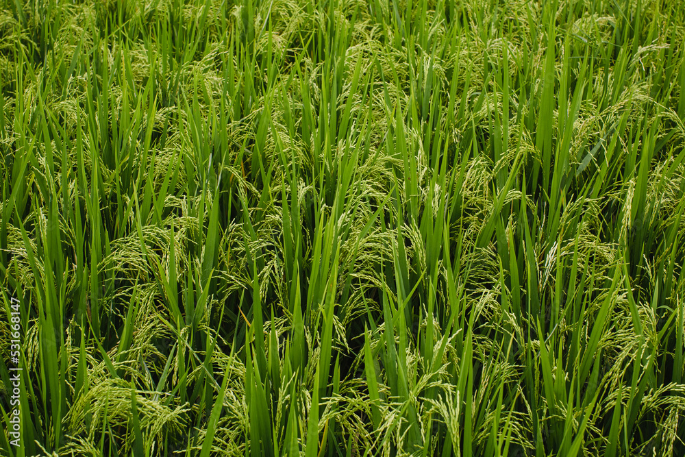 Green fields of rice texture in the sunlight.