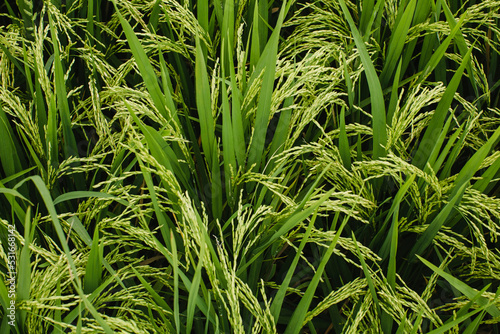 Green rice fields texture of ears close-up.