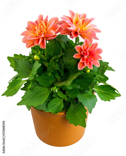 Closeup of an isolated potted dahlia flower