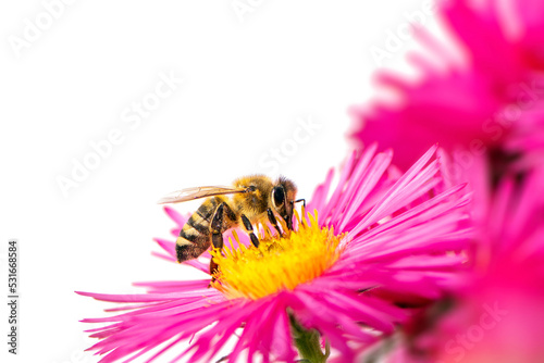 Fotografiet Honeybee collecting nectar on a pink aster flower